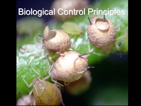 Biological Control Principles. Natural Control Biological Control Definition “The use of living organisms to suppress the population of a specific pest.