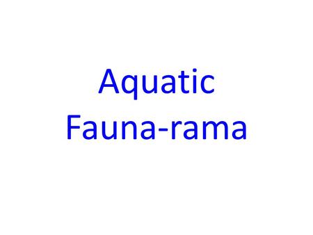Aquatic Fauna-rama. Cent. Amer. Freshwater Fauna: Fishes “Primary” Freshwater Fishes (low salinity tolerance) Characins (Tetras) Catfishes (especially.