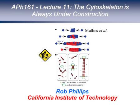 APh161 - Lecture 11: The Cytoskeleton is Always Under Construction Rob Phillips California Institute of Technology Mullins et al.