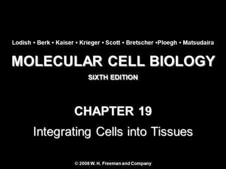MOLECULAR CELL BIOLOGY SIXTH EDITION MOLECULAR CELL BIOLOGY SIXTH EDITION Copyright 2008 © W. H. Freeman and Company CHAPTER 19 Integrating Cells into.