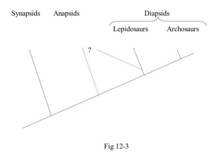 Synapsids Anapsids Diapsids ? Lepidosaurs Archosaurs Fig 12-3.