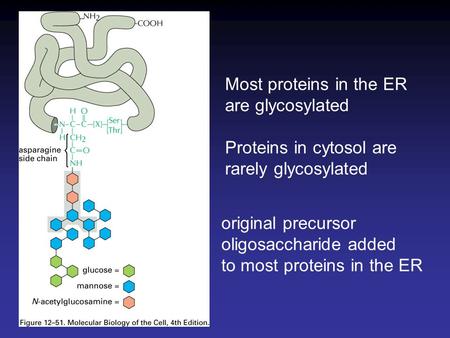 Most proteins in the ER are glycosylated Proteins in cytosol are rarely glycosylated original precursor oligosaccharide added to most proteins in the ER.