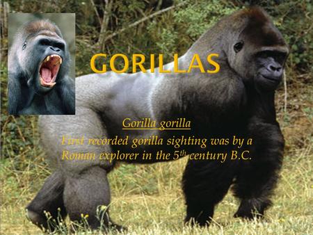 Gorillas Gorilla gorilla