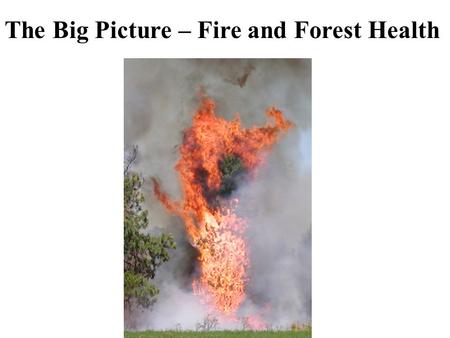 The Big Picture – Fire and Forest Health. Over stocked mature stands.