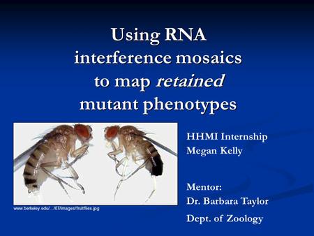 Using RNA interference mosaics to map retained mutant phenotypes HHMI Internship Megan Kelly Mentor: Dr. Barbara Taylor Dept. of Zoology www.berkeley.edu/.../07/images/fruitflies.jpg.