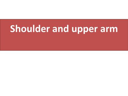 Shoulder and upper arm.