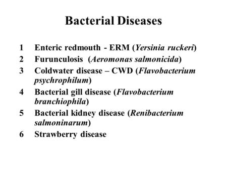 Bacterial Diseases Enteric redmouth - ERM (Yersinia ruckeri)