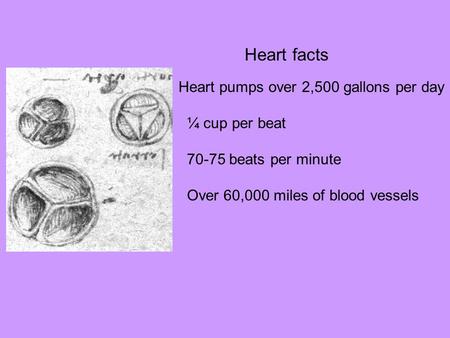 Heart facts Heart pumps over 2,500 gallons per day ¼ cup per beat