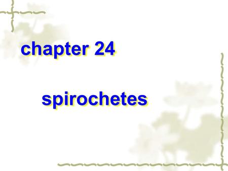 chapter 24 chapter 24 spirochetes spirochetes chapter 24 chapter 24 spirochetes spirochetes.