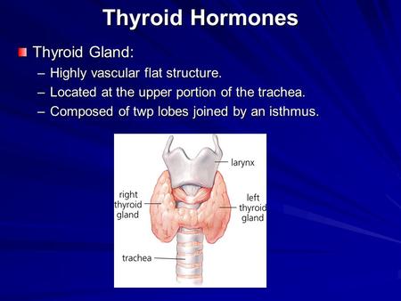 Thyroid Hormones Thyroid Gland: –Highly vascular flat structure. –Located at the upper portion of the trachea. –Composed of twp lobes joined by an isthmus.