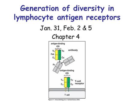 Generation of diversity in lymphocyte antigen receptors Jan. 31, Feb. 2 & 5 Chapter 4.