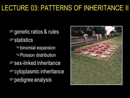 LECTURE 03: PATTERNS OF INHERITANCE II Fgenetic ratios & rules Fstatistics Ebinomial expansion EPoisson distribution Fsex-linked inheritance Fcytoplasmic.