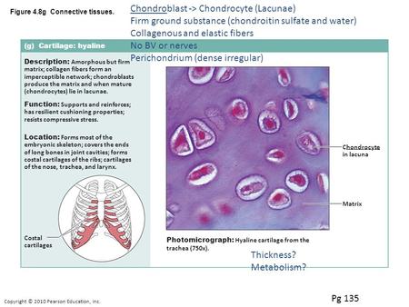 Copyright © 2010 Pearson Education, Inc. Figure 4.8g Connective tissues. (g) Cartilage: hyaline Description: Amorphous but firm matrix; collagen fibers.