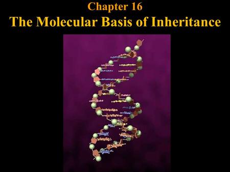 Chapter 16 The Molecular Basis of Inheritance. Scientists like Mendel and Morgan showed us how genes behave… Chapter 16 The Molecular Basis of Inheritance.