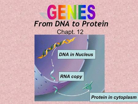 From DNA to Protein Chapt. 12 DNA in Nucleus RNA copy Protein in cytoplasm.