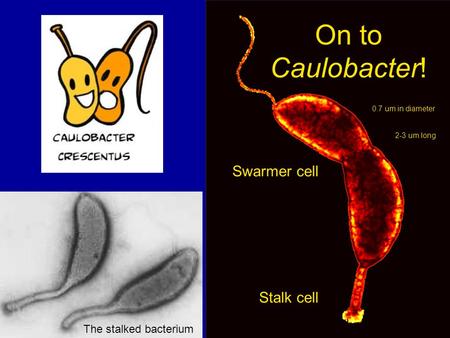 On to Caulobacter! The stalked bacterium Swarmer cell Stalk cell 0.7 um in diameter 2-3 um long.