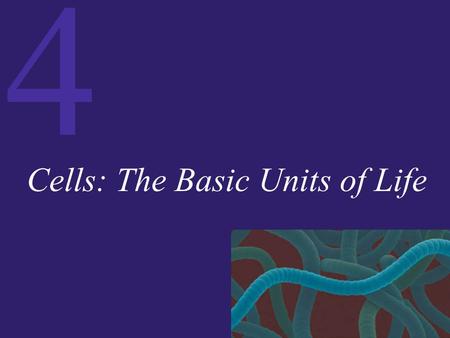 4 Cells: The Basic Units of Life. 4 The Cell: The Basic Unit of Life The cell theory states that:  Cells are the fundamental units of life.  All organisms.