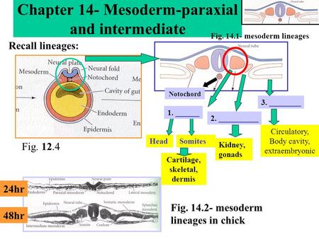 Chapter 14- Mesoderm-paraxial and intermediate Recall lineages: Fig. 12.4 Fig. 14.1- mesoderm lineages Fig. 14.2- mesoderm lineages in chick 24hr 48hr.