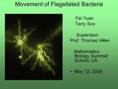 Movement of Flagellated Bacteria Fei Yuan Terry Soo Supervisor: Prof. Thomas Hillen Mathematics Biology Summer School, UA May 12, 2004.