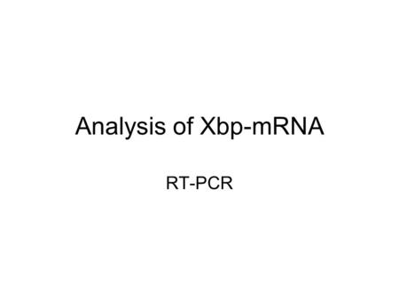 Analysis of Xbp-mRNA RT-PCR. Polymerase Chain Reaction (PCR)