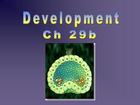 Development Ch 29b.