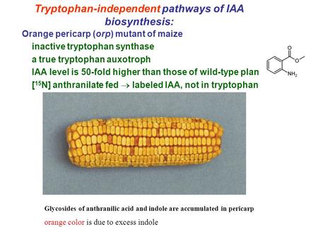 Tryptophan-independent pathways of IAA biosynthesis: Orange pericarp (orp) mutant of maize inactive tryptophan synthase a true tryptophan auxotroph IAA.