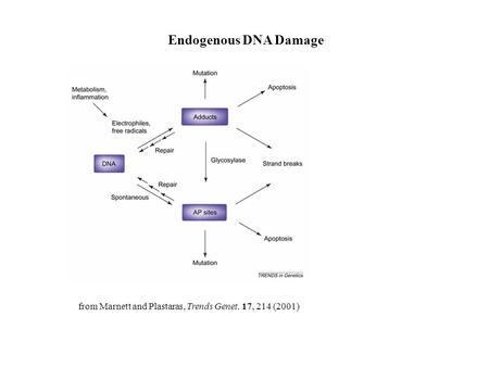 From Marnett and Plastaras, Trends Genet. 17, 214 (2001) Endogenous DNA Damage.
