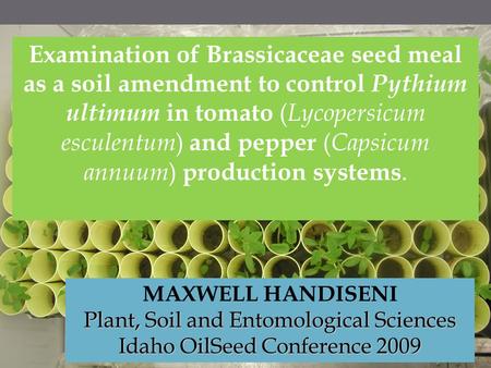 Examination of Brassicaceae seed meal as a soil amendment to control Pythium ultimum in tomato (Lycopersicum esculentum) and pepper (Capsicum annuum) production.