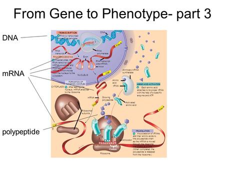 From Gene to Phenotype- part 3