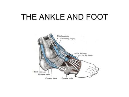 THE ANKLE AND FOOT.