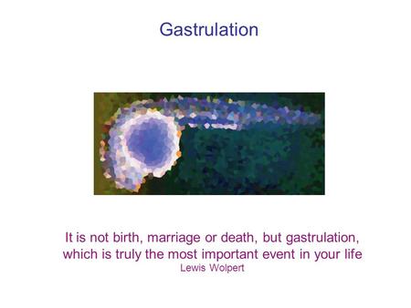 Gastrulation It is not birth, marriage or death, but gastrulation, which is truly the most important event in your life Lewis Wolpert.