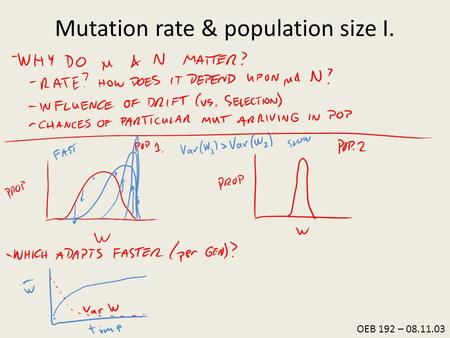 OEB 192 – 08.11.03 Mutation rate & population size I.