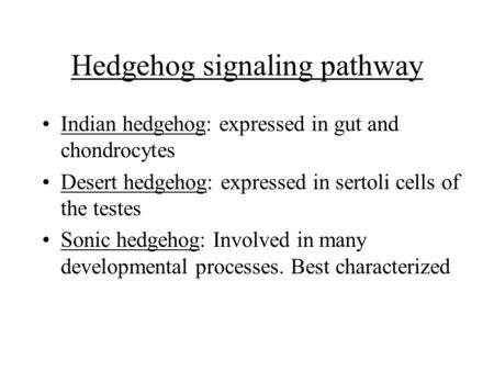 Hedgehog signaling pathway Indian hedgehog: expressed in gut and chondrocytes Desert hedgehog: expressed in sertoli cells of the testes Sonic hedgehog: