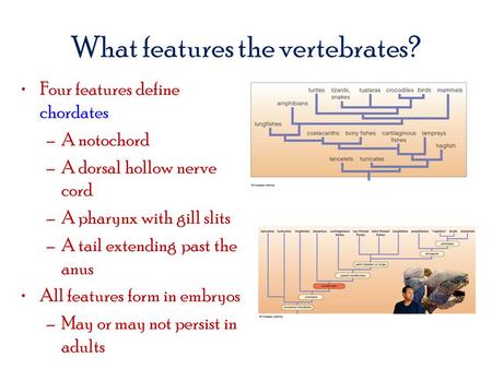 What features the vertebrates?