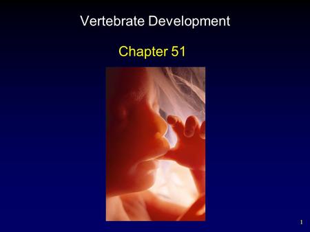 1 Vertebrate Development Chapter 51. 2 Fertilization Penetration – hydrolytic enzymes in acrosome of sperm head Activation – events initiated by sperm.