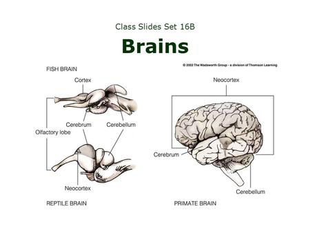 Class Slides Set 16B Brains. The brains... apes and humans have large heads and brains (relative to body size)