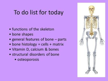 To do list for today functions of the skeleton bone shapes general features of bone – parts bone histology = cells + matrix Vitamin D, calcium & bones.