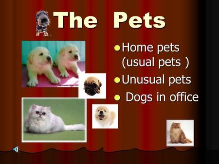 The Pets Home pets (usual pets ) Home pets (usual pets ) Unusual pets Unusual pets Dogs in office Dogs in office.