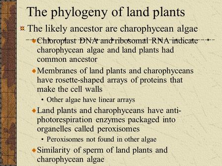 The phylogeny of land plants The likely ancestor are charophycean algae Chloroplast DNA and ribosomal RNA indicate charophycean algae and land plants had.