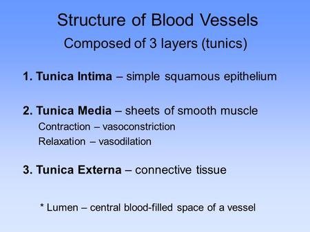 Composed of 3 layers (tunics) Structure of Blood Vessels 1. Tunica Intima – simple squamous epithelium 2. Tunica Media – sheets of smooth muscle Contraction.