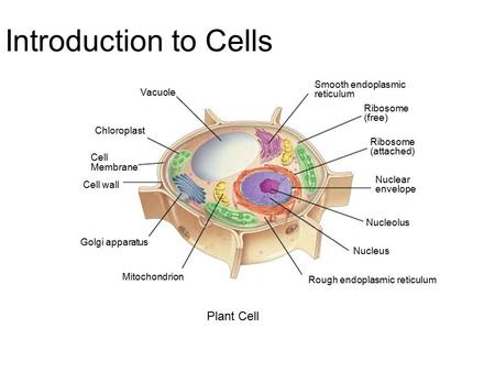 Introduction to Cells Plant Cell Smooth endoplasmic Vacuole reticulum