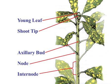 Young Leaf Shoot Tip Axillary Bud Node Internode.