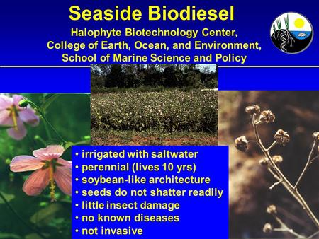 Seaside Biodiesel Halophyte Biotechnology Center, College of Earth, Ocean, and Environment, School of Marine Science and Policy irrigated with saltwater.
