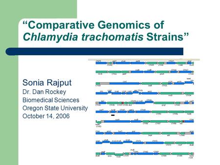 “Comparative Genomics of Chlamydia trachomatis Strains” Sonia Rajput Dr. Dan Rockey Biomedical Sciences Oregon State University October 14, 2006.