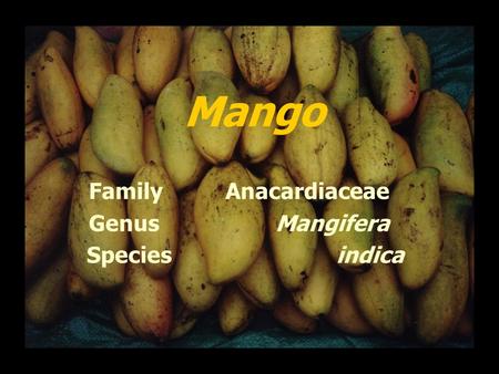 Family Anacardiaceae Genus Mangifera Species indica