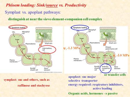 Phloem loading: Sink/source vs. Productivity Symplast vs. apoplast pathways: distinguish at near the sieve element-companion cell complex apoplast: suc.