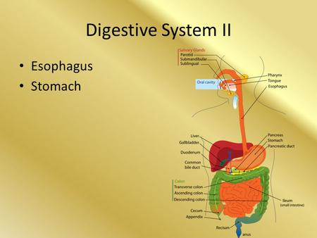 Digestive System II Esophagus Stomach.