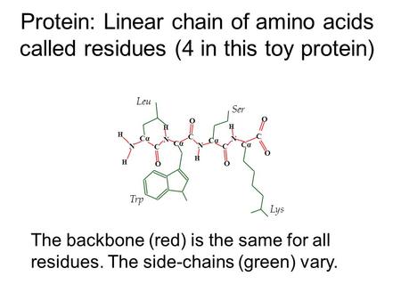 Protein: Linear chain of amino acids called residues (4 in this toy protein) Ser Trp Leu O N N N N O O C C C C O O CαCα CαCα CαCα CαCα Lys H H H H H The.