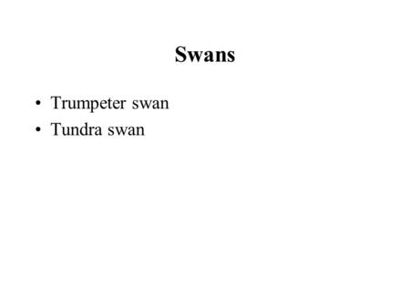 Swans Trumpeter swan Tundra swan. Trumpeter Swan.