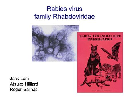 Rabies virus family Rhabdoviridae